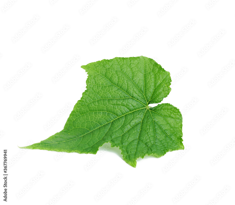 Fototapeta premium green cucumber leaf isolated on white background