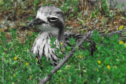 BIRDS- Australia- Close Up of a Wild Bush Stone Curlew photo