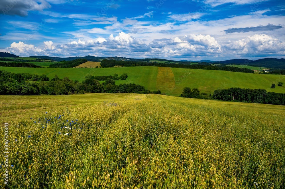 Countryside with wide oat fields, green meadows and blue hills, blue sky and white clouds on horizon in summer sunny day. Landscape near village Lacnov, Moravia, Czech republic.