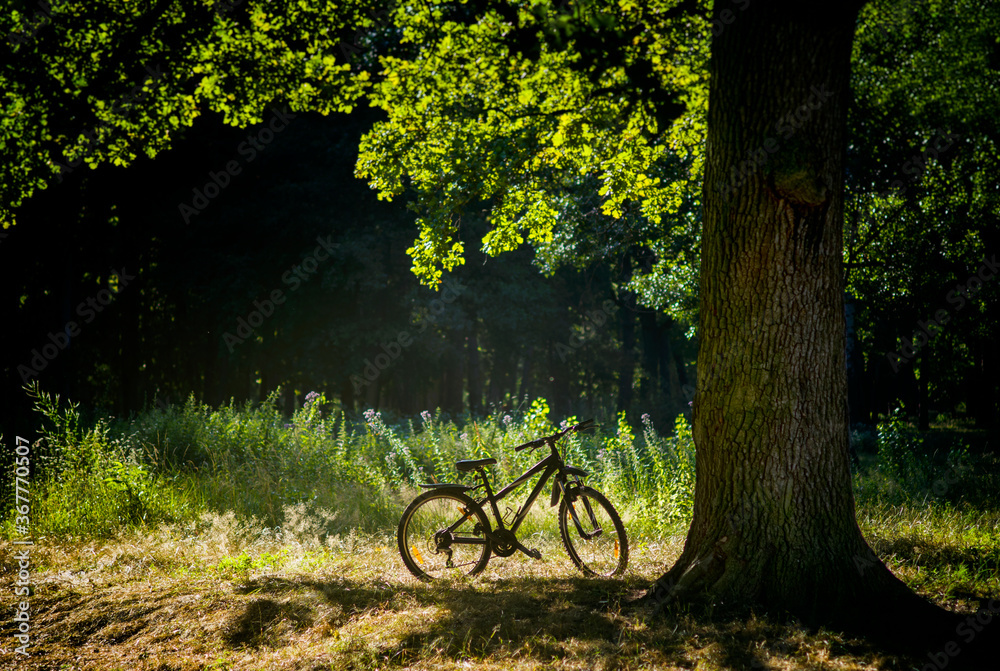Fototapeta premium bike stands under an oak tree in the forest at dawn