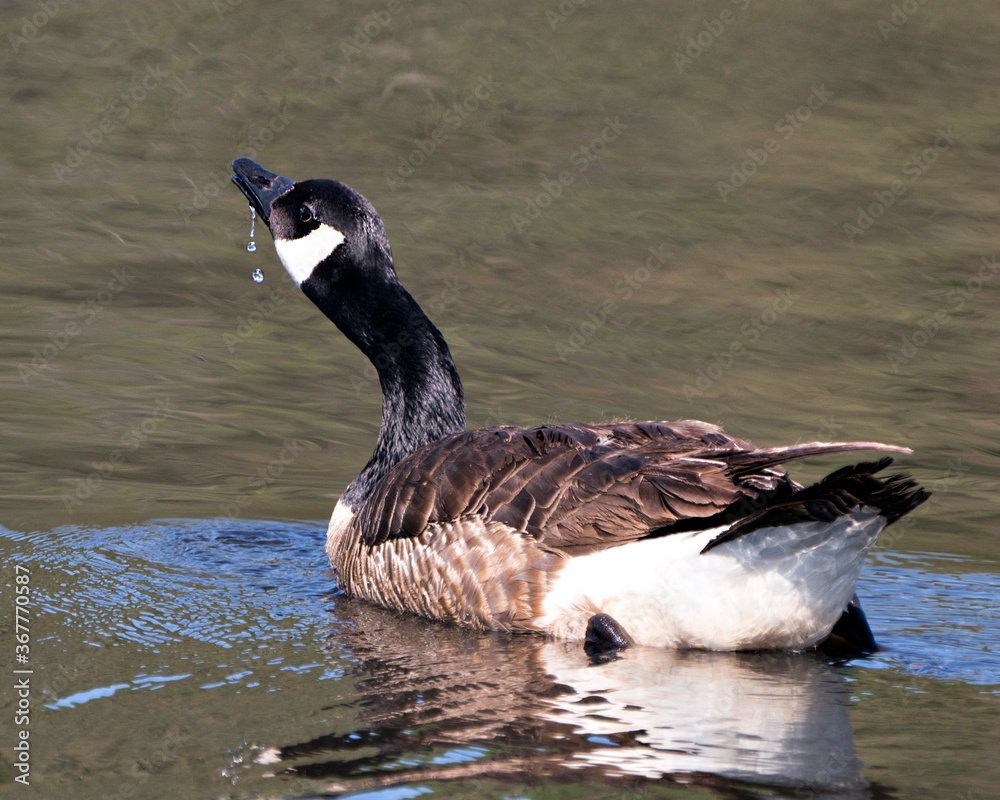 Fototapeta premium Canadian Geese stock photos. Image. Picture. Portrait. Canadian Geese close-up profile view swimming in the water in its habitat and environment, with a water drop at its beak.