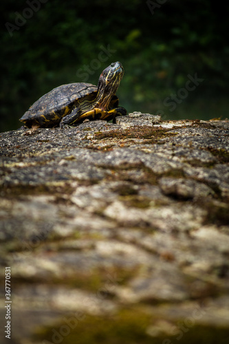 small turtle in the nature park