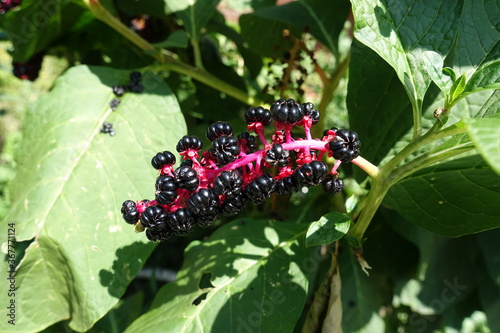 Raceme of black berries of Phytolacca acinosa in August