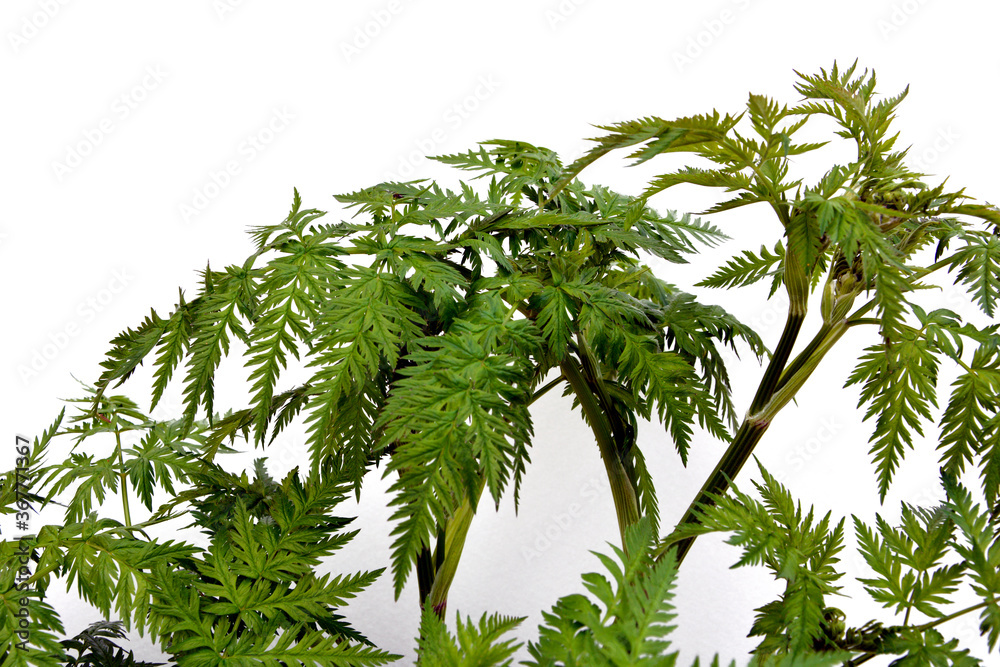 Fototapeta premium A green plant against a light wall.