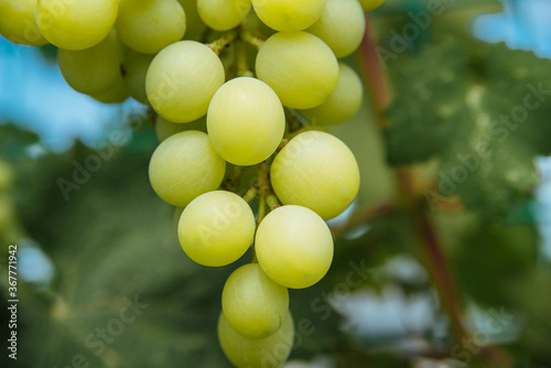 Bunch of ripe juicy grapes on a branch in bright sunlight
