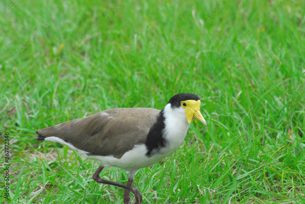 BIRDS- Australia- Extreme Close Up of a Masked Lapwing BIRDS- Australia- Extreme Close Up of a Masked Lapwing