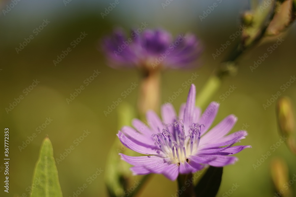 macro purple flower in summer sunny garden. macro purple flower in summer sunny garden.