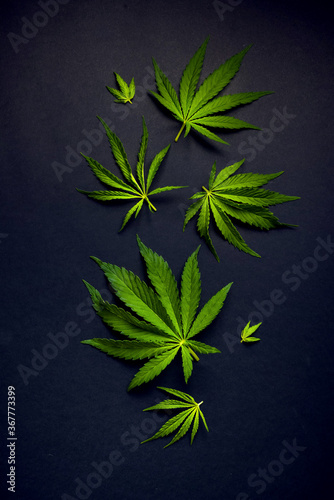 Trendy pattern of different leaves of marijuana and hemp on a black background. Flat lay. Cannabis plant background