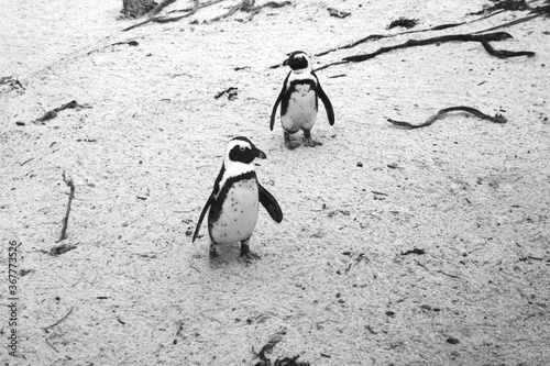 Cute penguins on a white sand beach, boulders beach, Table Mountain National Park, Cape of good Hope, Cape Town, South Africa.