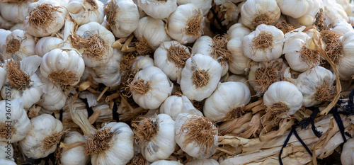 Close up garlic background. Selective focus