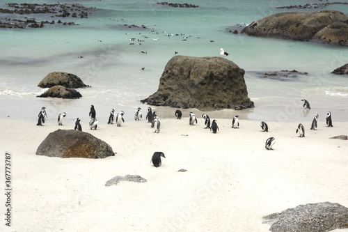 Cute penguins on a white sand beach, boulders beach, Table Mountain National Park, Cape of good Hope, Cape Town, South Africa.