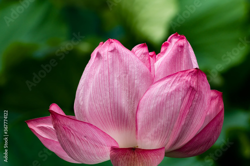 Lotus Flower With Leaves At Shinobazu Pond, Ueno, Taito-ku, Tokyo Prefecture, Japan