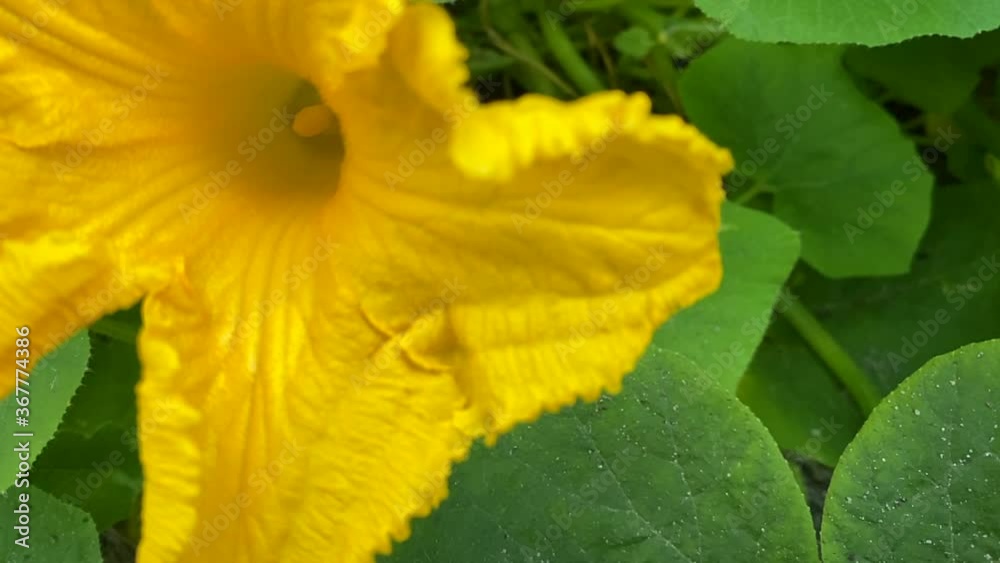 Slow motion. Agriculture: Insects Pollinating Pumpkin in a Home Garden. Agricultural Practice. Selective focus Slow motion. Agriculture: Insects Pollinating Pumpkin in a Home Garden. Agricultural Practice. Selective focus