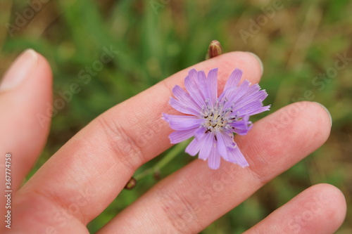 Female fingers touch wild purple flower in summer garden.