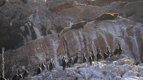 Two Cape Fur Seals chilling in front of group of cormorants photo