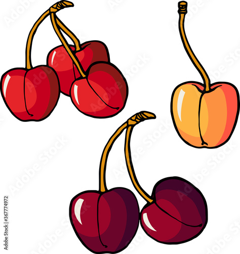 vector illustration of color cherries