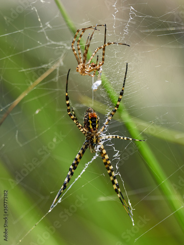 Female Argiope trifasciata spider, after molting, near Bicorp, Spain