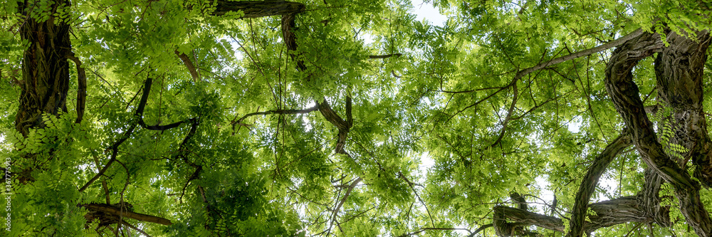 Panoramic image. Leaves of the Robinia pseudoacacia in the park. Looking Up Panoramic image. Leaves of the Robinia pseudoacacia in the park. Looking Up