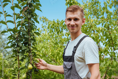 A male farmer picks pears in the garden