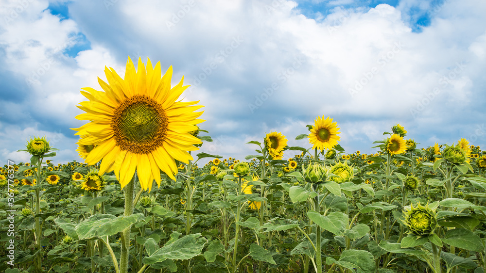 Common sunflower field with yellow flowers and green opening buds. Helianthus annuus. Tall herb with beautiful bloom, medicinal petals and healthy seeds. White clouds on blue sky. Full depth of field. Common sunflower field with yellow flowers and green opening buds. Helianthus annuus. Tall herb with beautiful bloom, medicinal petals and healthy seeds. White clouds on blue sky. Full depth of field.