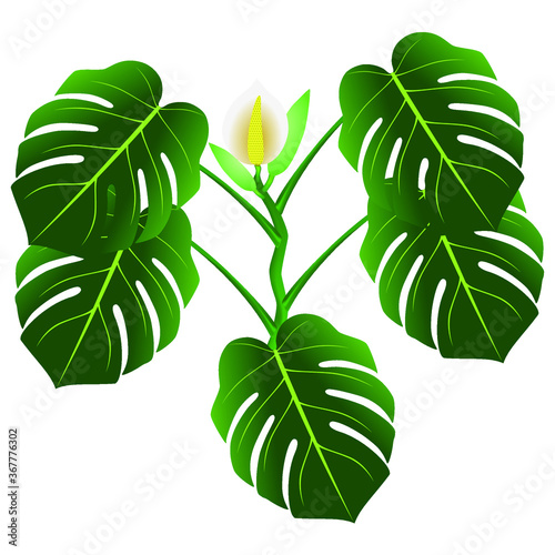 Flower and green leaves of monstera or split-leaf philodendron (Monstera deliciosa).