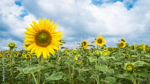 Common sunflower field with yellow flowers and green opening buds. Helianthus annuus. Tall herb with beautiful bloom  medicinal petals and healthy seeds. White clouds on blue sky. Full depth of field.