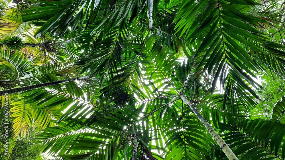 Fototapeta premium palm tree leaves