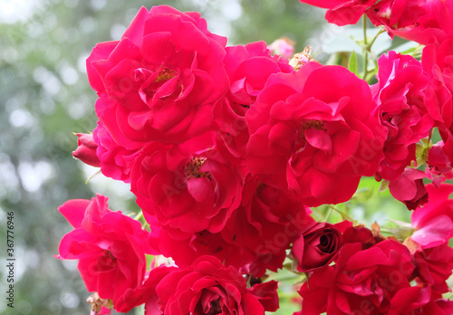 Red climbing roses in the garden in summer  macro photography  selective focus  blurred background.