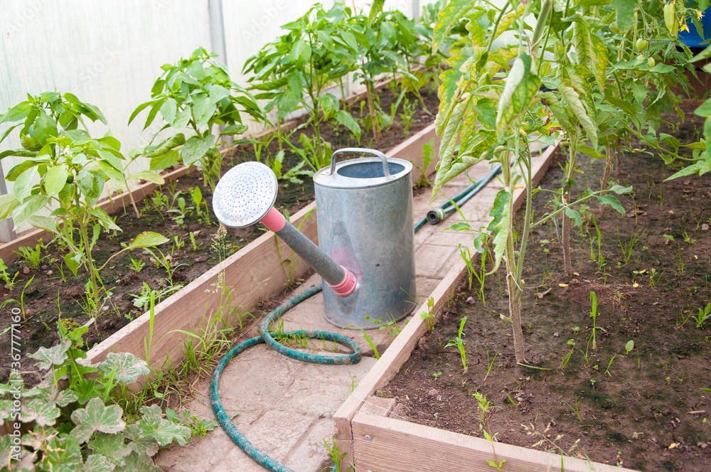 Large watering can for watering in the greenhouse among plants. Large watering can for watering in the greenhouse among plants.