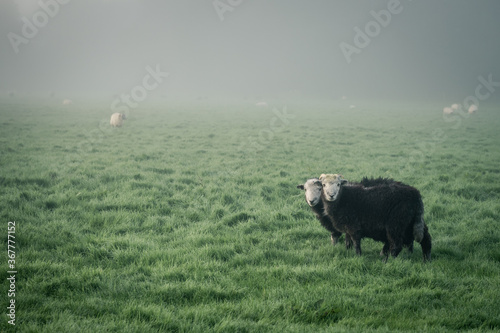 A couple of sheep looking over