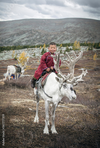 tsaatan boy with his family reindeer in northern Mongolia photo