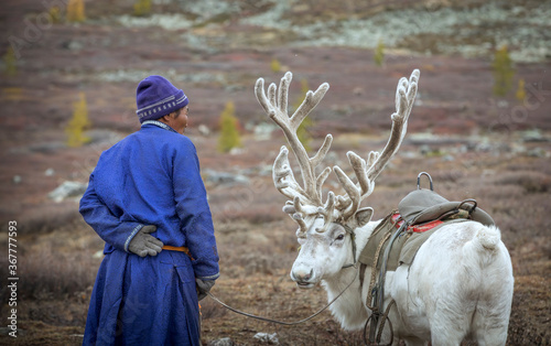 tsaatan man with his reindeer in nature of Mongolia photo