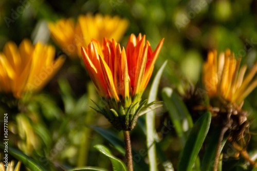 orange flower in the garden