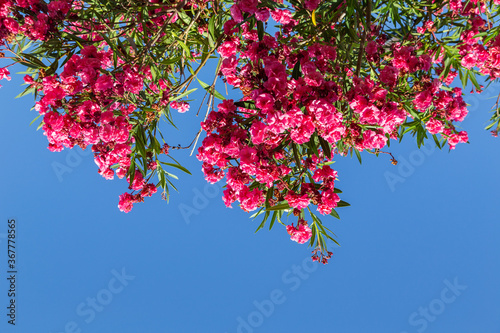 Red flowers of rhododendron Azalea against the blue sky.