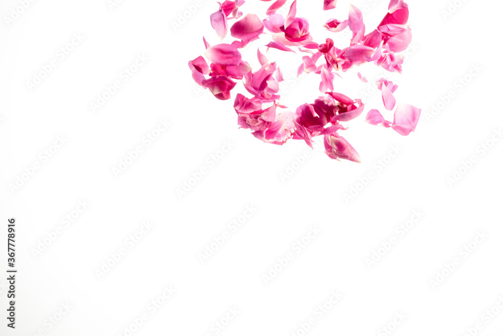 pink rose petals fall from above motion frozen white background pink rose petals fall from above motion frozen white background