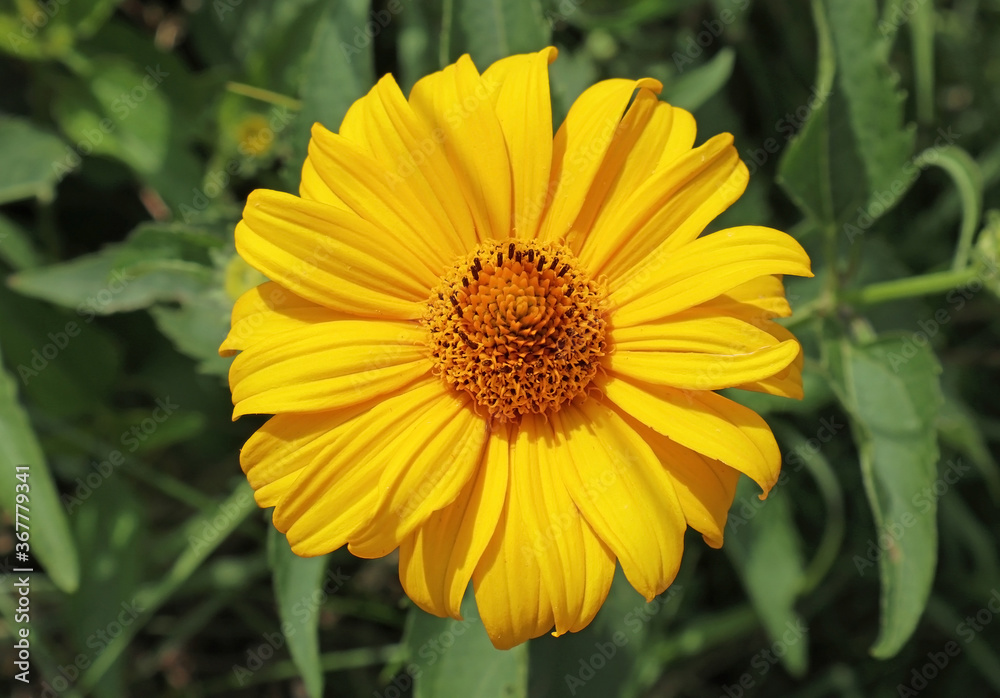 Yellow daisy flower in summer time Yellow daisy flower in summer time