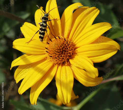 Yellow daisy flower with a bug in summer time