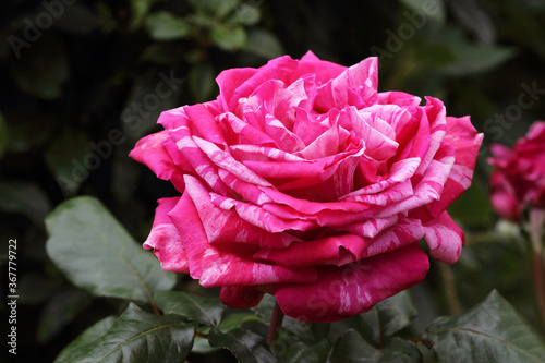 Hybrid tea  french  fragrant rose variety Brigitte Bardot. Big intense red flowers streaked  with light pink tending  to white silver. 