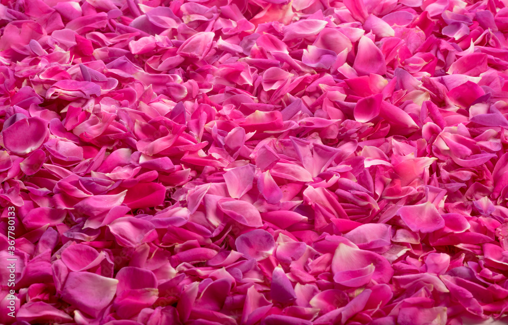 pink rose petals full frame for background texture pink rose petals full frame for background texture