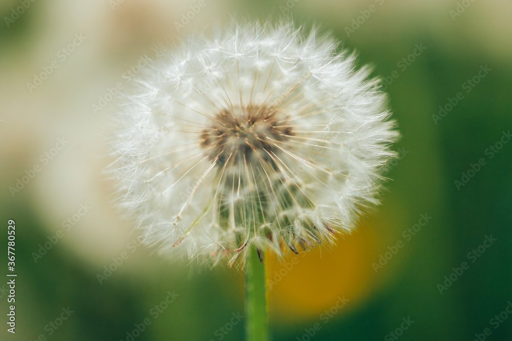 Fototapeta premium Beautiful fluffy dandelion in the open air on a blurred background, flowering dandelion