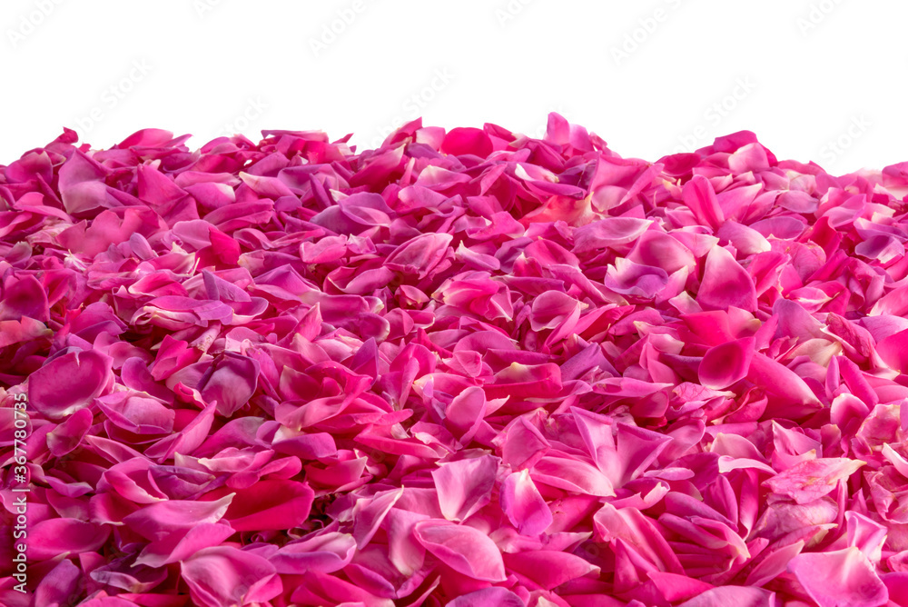 pink rose petals fill three quarter frames on white background 