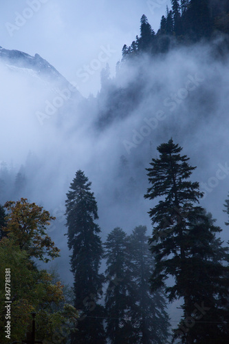Foggy forest in the mountains, misty landscape