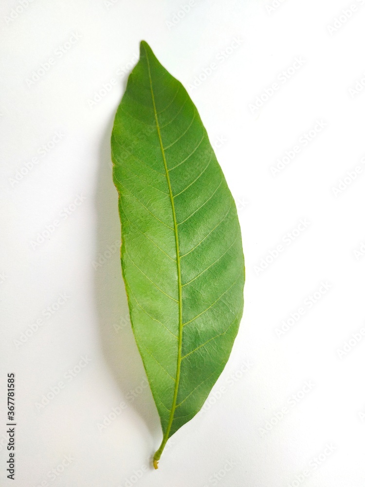 Obraz premium Leaves with green elements and a white background