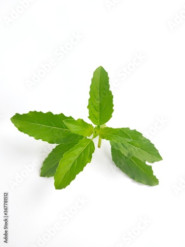 Leaves with green elements and a white background