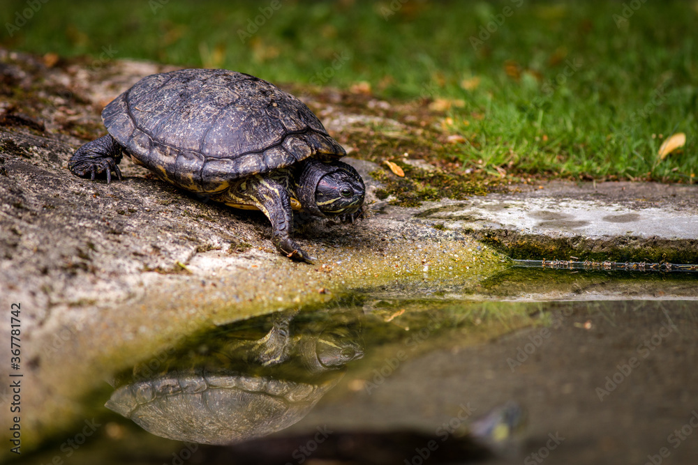 Obraz premium small turtle in the nature park