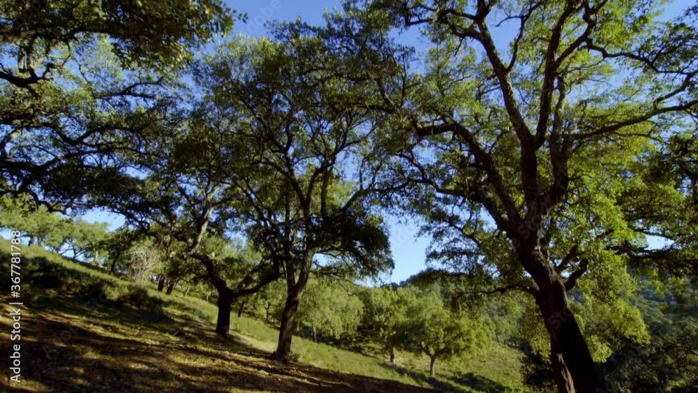traveling on a stabilizing gimbal moving showing the majesty and splendor of the Aracena field in Huelva with all kinds of trees, cork oaks, rosemary and others during a beautiful morning blue skies traveling on a stabilizing gimbal moving showing the majesty and splendor of the Aracena field in Huelva with all kinds of trees, cork oaks, rosemary and others during a beautiful morning blue skies