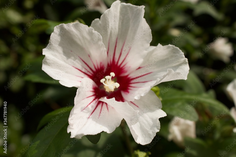 Strahlend weiße Hibiskusblüte. Strahlend weiße Hibiskusblüte.