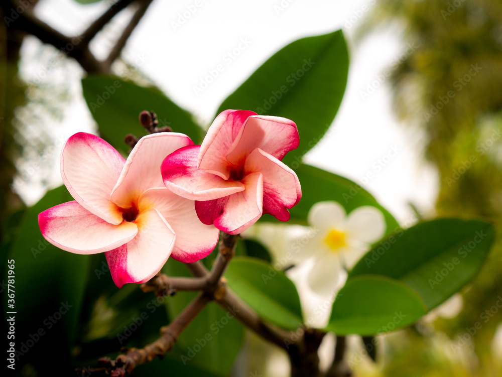 Obraz premium White Red Plumeria Flowers Blooming
