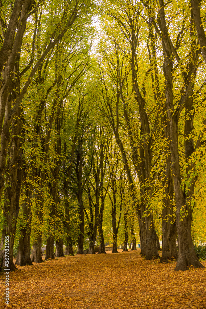 Obraz premium Rows of trees in Wanaka Station Park in full autumn glory