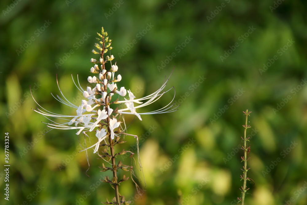 Kidney Tea Plant brush in nuture and blur green background, Thailand. Another name is Cat's whiskers, Java tea. Kidney Tea Plant brush in nuture and blur green background, Thailand. Another name is Cat's whiskers, Java tea.